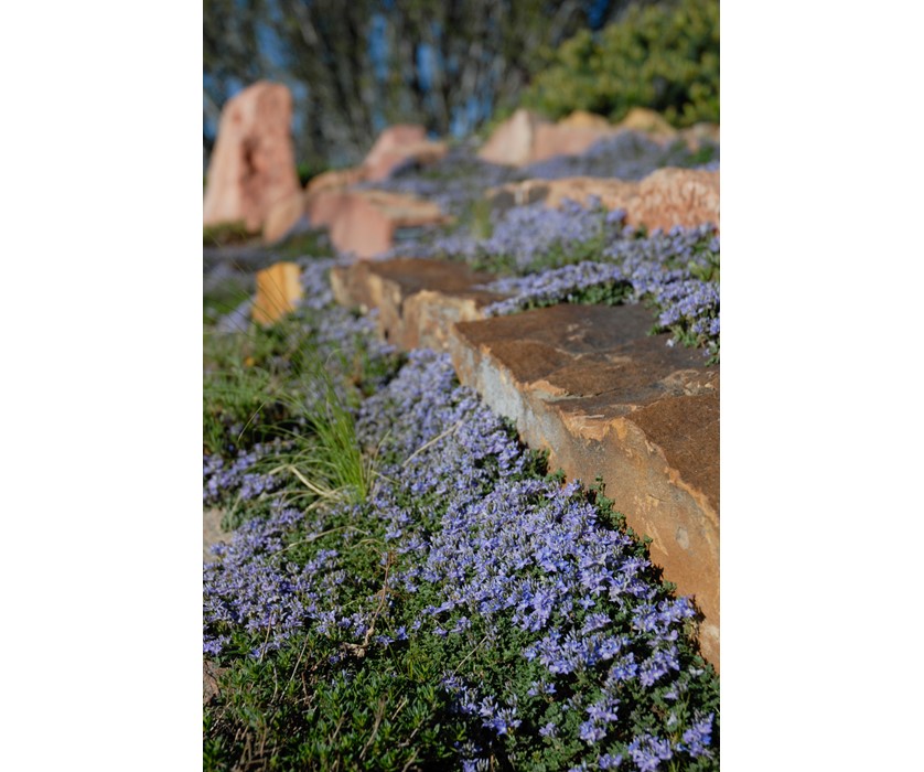 Thyme-leaf Veronica